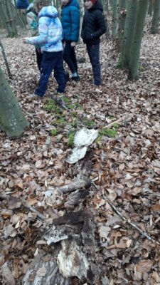 Foto des Albums: Im Wald gibt es viel zu entdecken