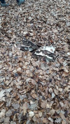 Foto des Albums: Im Wald gibt es viel zu entdecken