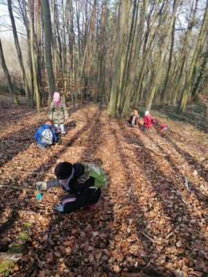 Foto des Albums: Im Wald gibt es viel zu entdecken