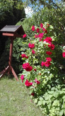 Foto des Albums: Bilder der Pension