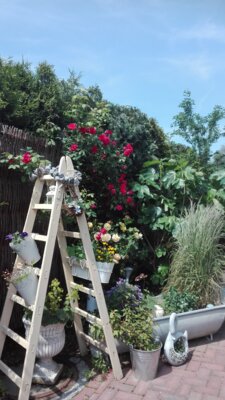 Foto des Albums: Bilder der Pension