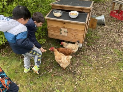 Foto des Albums: Besuch von 3 Hühneren