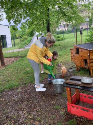 Foto des Albums: Besuch von 3 Hühneren