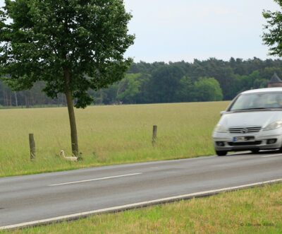 Fotoalbum Tiefflieger