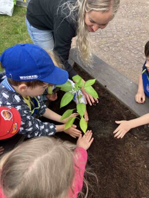 Foto des Albums: Wir bepflanzen unser Hochbeet