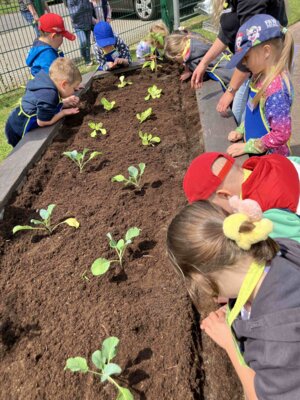 Foto des Albums: Wir bepflanzen unser Hochbeet