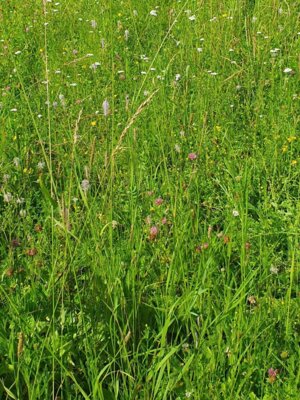 Foto des Albums: Wiesenüberraschung