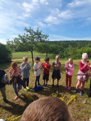 Foto des Albums: Wiesenüberraschung