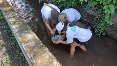 Foto des Albums: Klara Köcherfliege zu Gast an der Wollbach