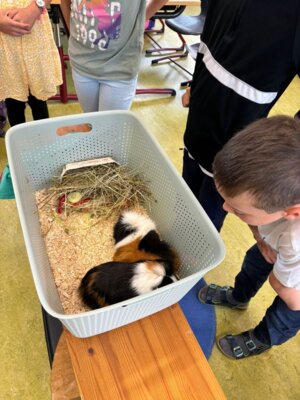 Foto des Albums: Tierischer Besuch im Schulhaus in Wollbach