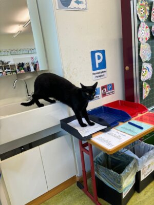 Foto des Albums: Tierischer Besuch im Schulhaus in Wollbach