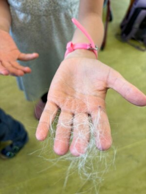 Foto des Albums: Tierischer Besuch im Schulhaus in Wollbach
