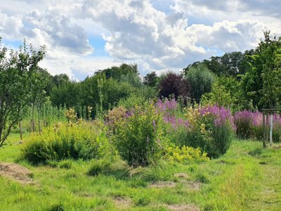 Foto des Albums: Wildkräutervortrag