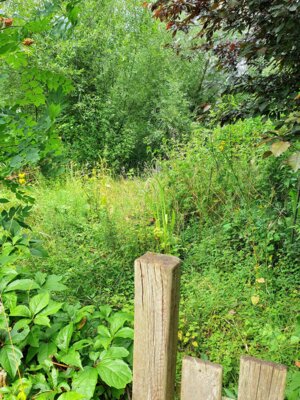 Foto des Albums: Wildkräutervortrag