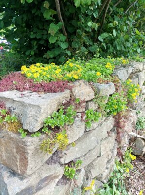 Foto des Albums: Wildkräutervortrag