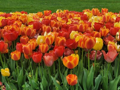 Foto des Albums: Probentage mit unseren rumänischen Freunden anlässlich des Tulpenfestes in Luckau am 14. April 2024