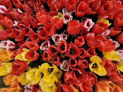 Foto des Albums: Probentage mit unseren rumänischen Freunden anlässlich des Tulpenfestes in Luckau am 14. April 2024