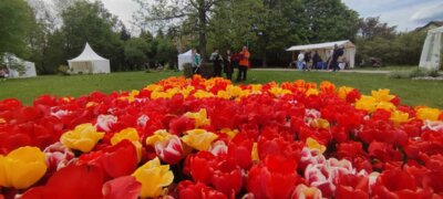 Foto des Albums: Probentage mit unseren rumänischen Freunden anlässlich des Tulpenfestes in Luckau am 14. April 2024