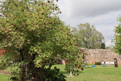 Fotoalbum Kultur|Kloster|Kyritz-Impresseionen