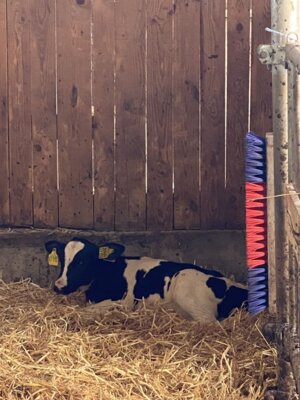 Fotoalbum Alltagskompetenzen - auf dem Bauernhof