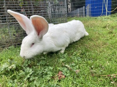 Foto des Albums: Hasen