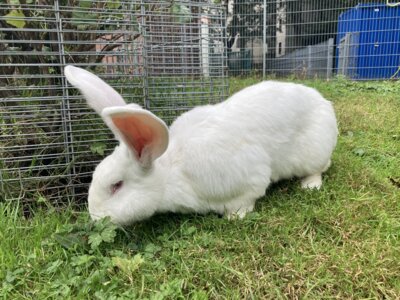 Foto des Albums: Hasen