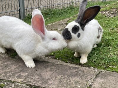 Foto des Albums: Hasen