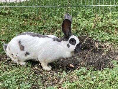 Foto des Albums: Hasen