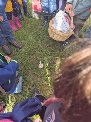 Foto des Albums: Die Kinder der Klassen 2a und 2b erkunden die Hecke als Lebensraum