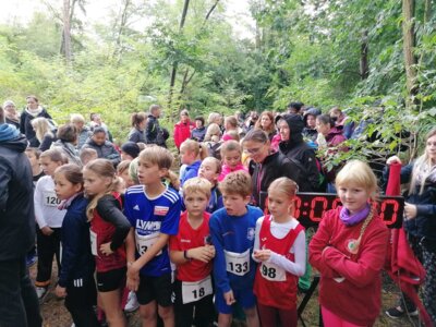 Foto des Albums: Ueckermünder Herbstlauf