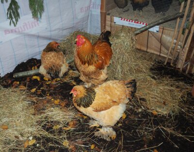 Brahma, eine "gewichtige" Rasse 