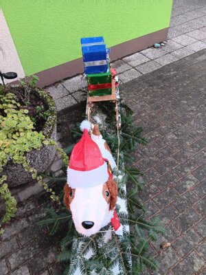 Foto des Albums: Lichterhund braucht Namen