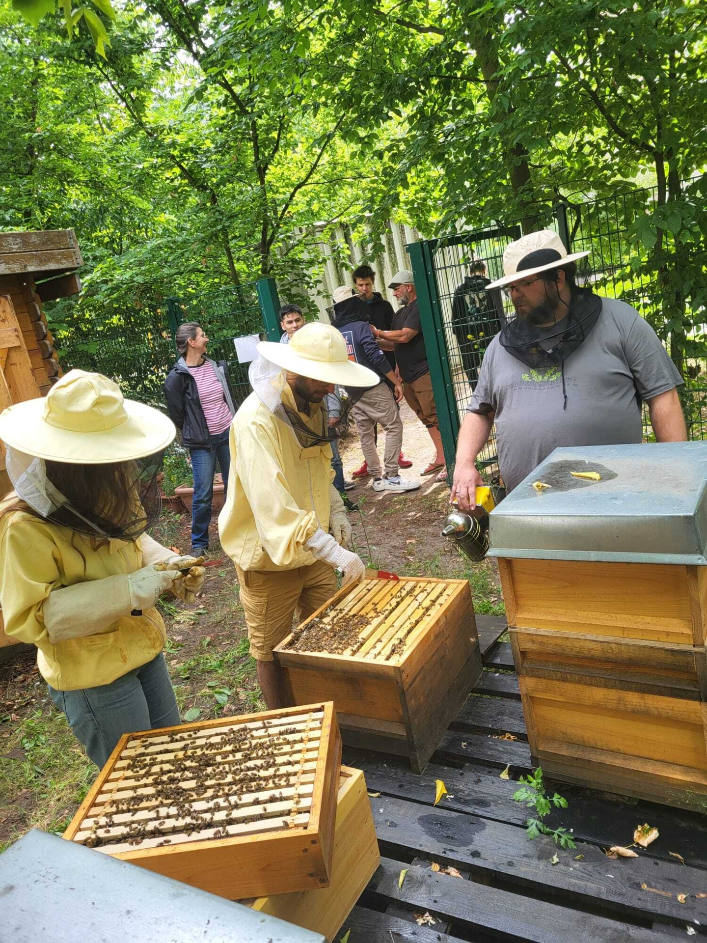 Bild: Juni 2025: ... so viele fleißige Bienen.