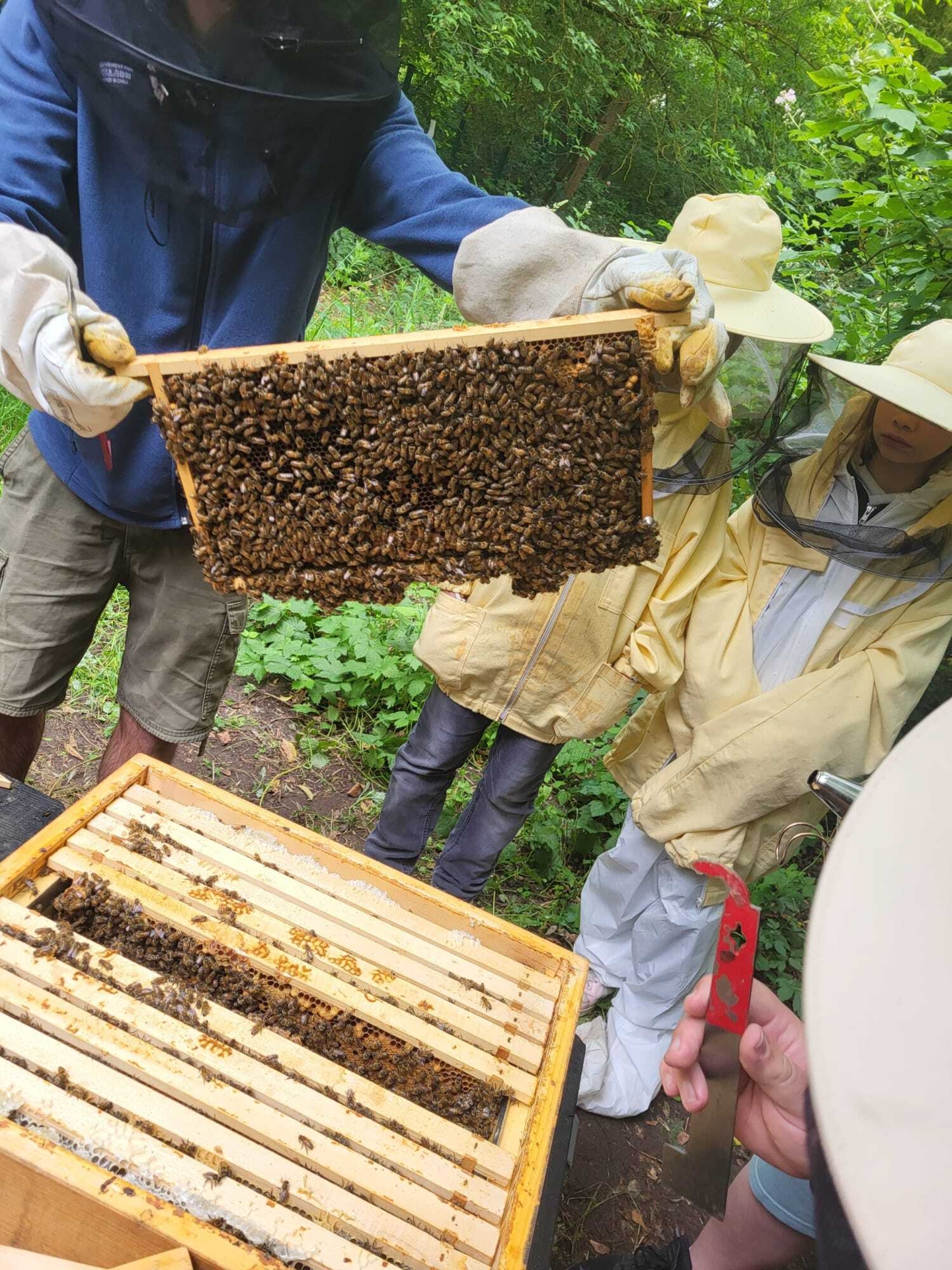 Bild: 11. Juni 2025: In jedem Vol leben rund 15.000 - 25.000 Bienen.