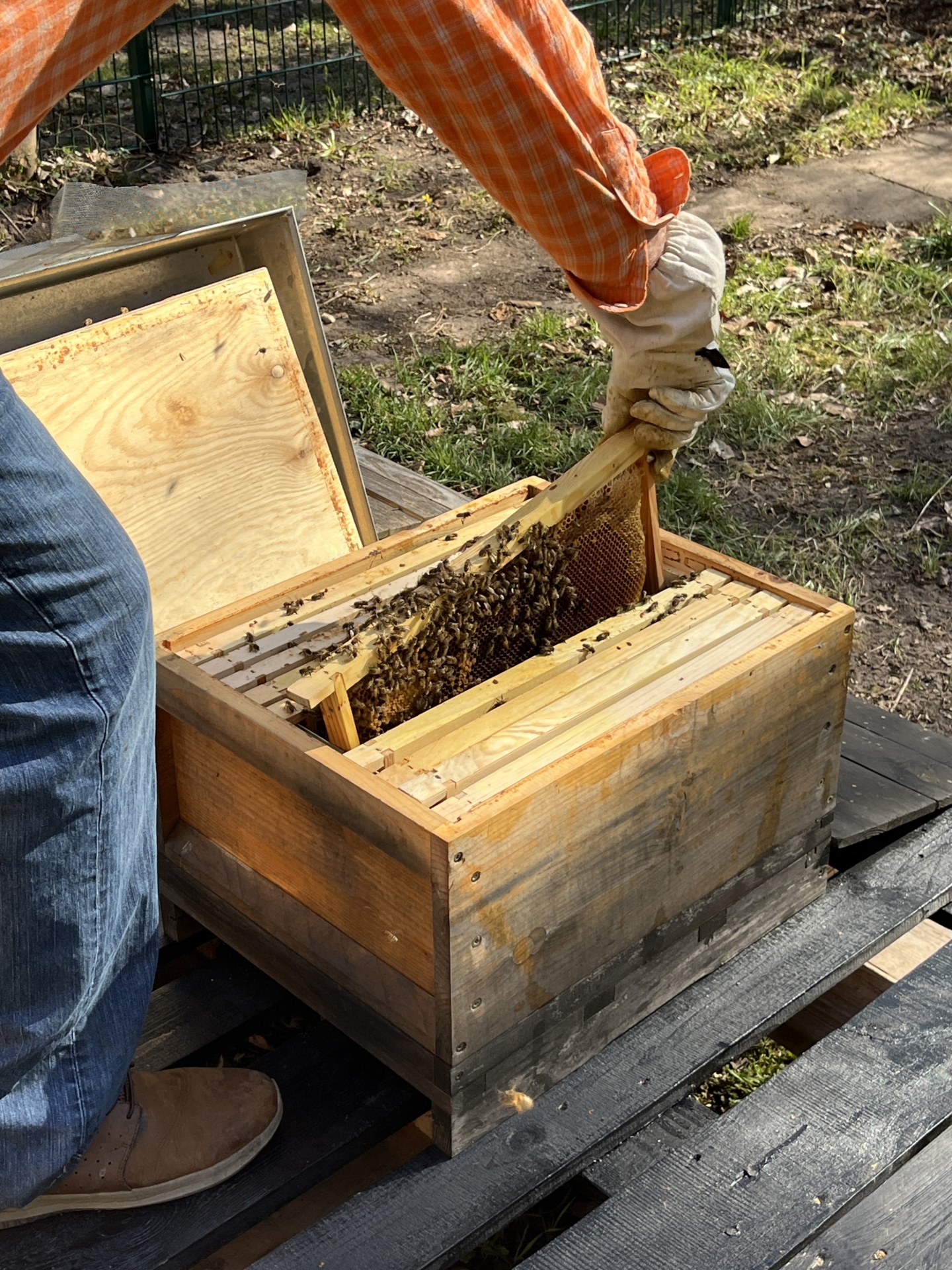 Bild: Die Bienen sind die Inspektion gewohnt und bleiben ganz ruhig
