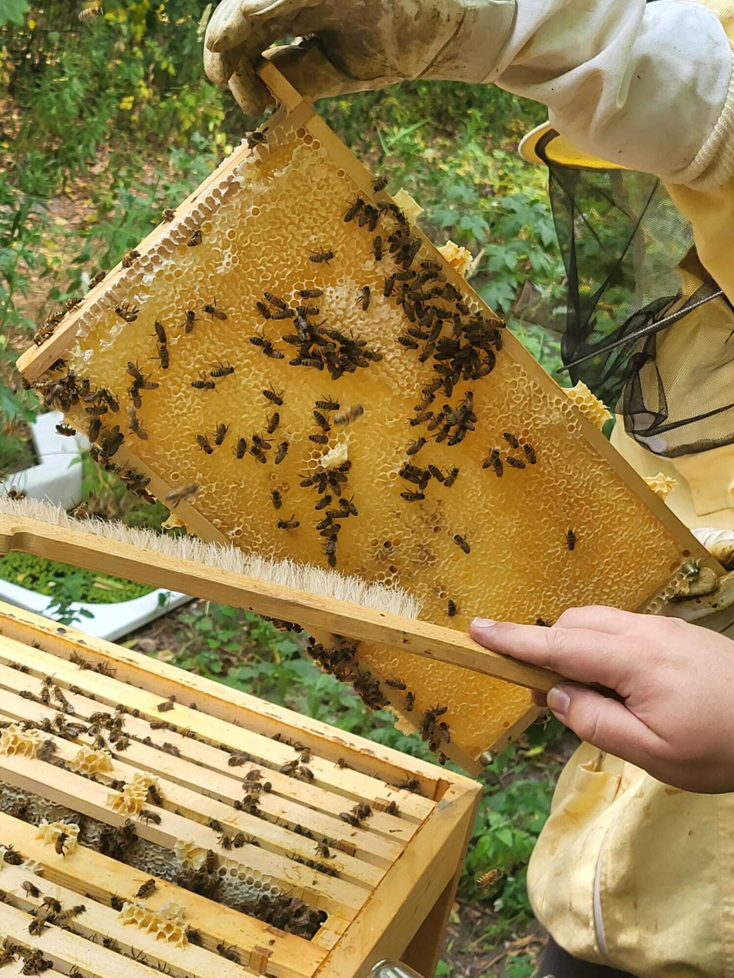 Bild: 25. Juni 2025: Den mühsam gesammelten Honig geben die Bienen nur ungern her