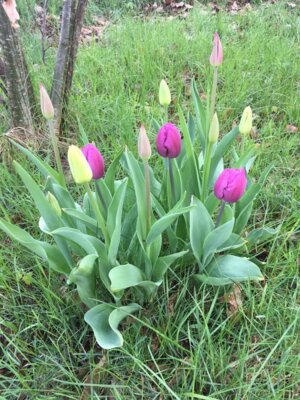 Foto des Albums: Schulgarten-Frühjahr- & Sommer-Impressionen Kleinvollstedt