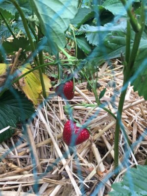 Foto des Albums: Schulgarten-Frühjahr- & Sommer-Impressionen Kleinvollstedt