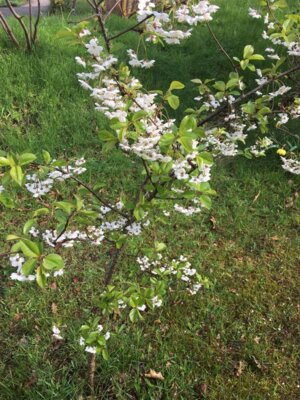 Foto des Albums: Schulgarten-Frühjahr- & Sommer-Impressionen Kleinvollstedt