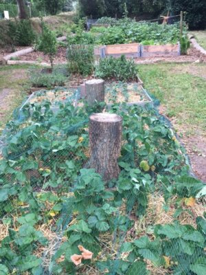 Foto des Albums: Schulgarten-Frühjahr- & Sommer-Impressionen Kleinvollstedt