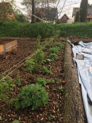 Foto des Albums: Schulgarten-Frühjahr- & Sommer-Impressionen Kleinvollstedt