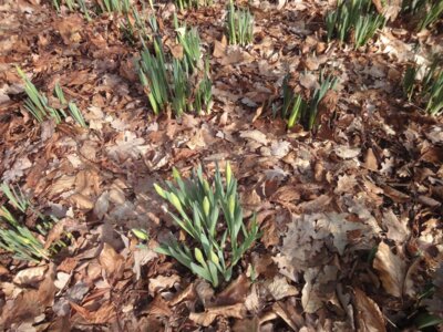 Fotoalbum Vorfrühling