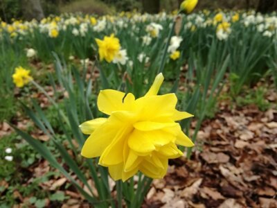 Fotoalbum Vorfrühling
