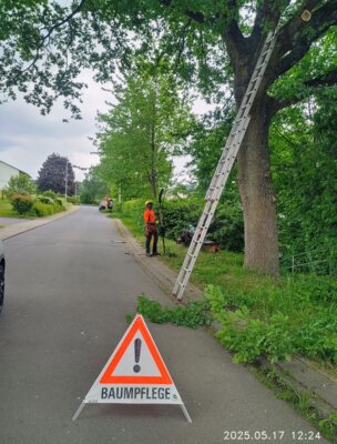 Die Eiche in der Hochstra&szlig;e ist einer der gr&ouml;&szlig;ten B&auml;ume in der Ortslage  (Bild vergr&ouml;&szlig;ern)