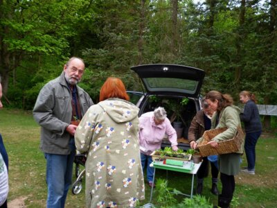 Vorschaubild: Schau doch mal, paßt das besser in unseren Garten in der Prignitz, oder doch lieber für SH?