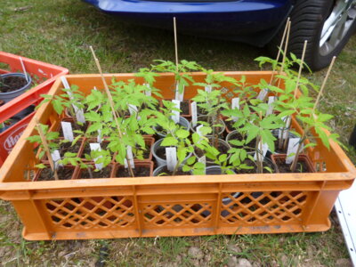 Vorschaubild: Tomatenpflanzen, stets begehrt.