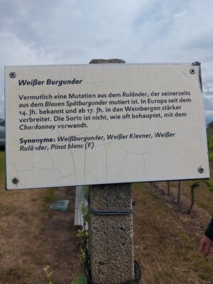In langen Reihen werden einzelne Weinsorten unterhalten, um Erfahrungen mit den Sorten in diesem Anbaugebiet zu sammeln 