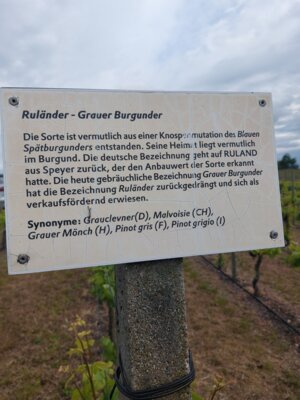 Ruhl&auml;nder 