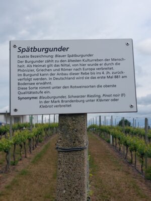 Sp&auml;tburgunder 