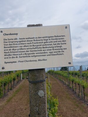 Chardonay 